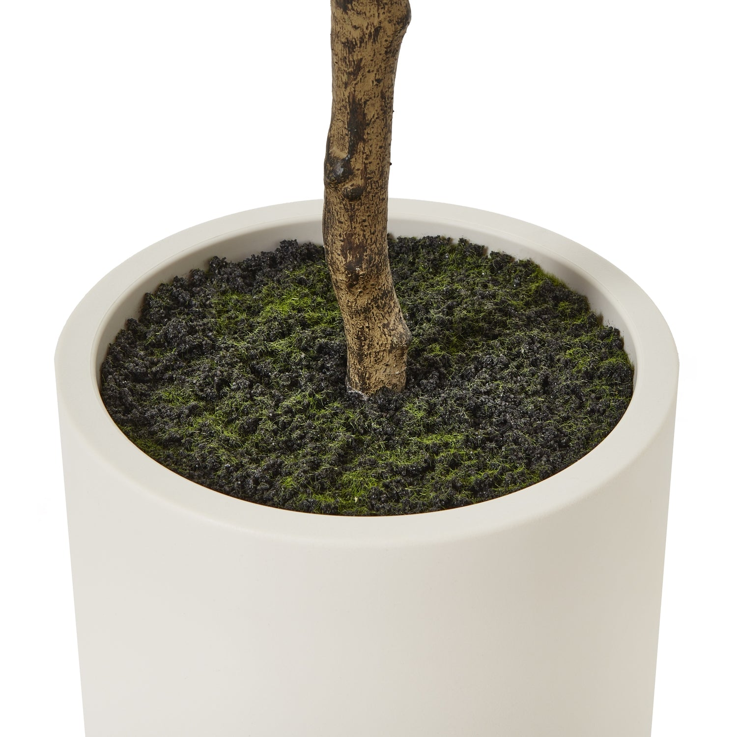 Apulia Olive Tree In White Pot 180cm